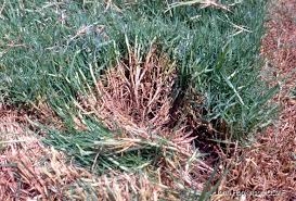 Image result for Cenchrus clandestinus