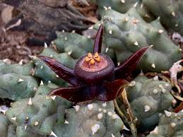 Image result for Duvalia