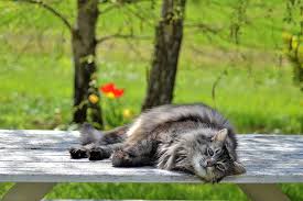Dolce Vita Svetty Flickr