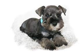 She was only a part of our lives for 18 months. Jazzy Schnauzers