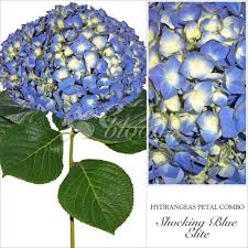 Let us help you create stunning diy flower masterpieces! Fresh Flowers Shocking Blue Hydrangeas Blue Wedding Wedding Centerpieces Diy Floral Diy Wedding Wedding Bouquets Fresh Hydrangeas Home Living Plants Delage Com Br