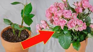 After pruning, make sure to clean up the surrounding area underneath. Growing Roses From Stem Cuttings In Water And Soil Youtube
