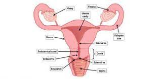 We did not find results for: Female Reproductive System Diagram Labeled
