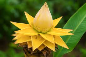 Image result for Lotononis laxa