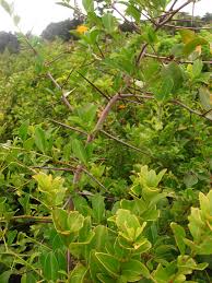 Image result for Gymnosporia heterophylla