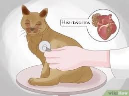Jul 12, 2016 · how to check cats for worms: How To Identify Worms In A Cat 14 Steps With Pictures Wikihow