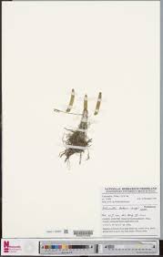 Image result for Bolusiella talbotii