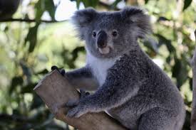 Dos de ellos se teletransportan al presente y descubren que su especie se ha extinguido. Koalas May Become Extinct In Australia S New South Wales By 2050 Daily Sabah