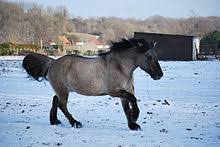 The true buckskin horse may trace his lineage through a direct line of dun or buckskin colored ancestors, as far back as recorded history of the animal are available. Grullo Wikipedia