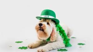 Brightest name among badass dog names. Irish Dog Names And Meanings 200 Traditional Names From Eire All Things Dogs All Things Dogs