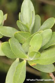 Image result for Pemphis