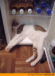 Résultat de recherche d'images pour "gifs animés-remedio contra el calor del verano"