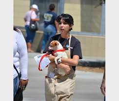 Maybe you would like to learn more about one of these? Clear The Shelters Help Elsinore Area Pets Find Forever Homes Lake Elsinore Ca Patch