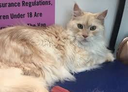 We did not find results for: All Pets Grooming Home