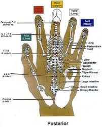 korean hand reflexology chart posterior charte de