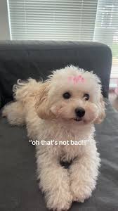 Mom How Much Was I Cost