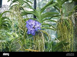 Image result for Vanda coerulea