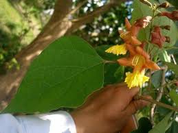 Image result for Gmelina