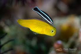 Image result for Blepharis buchneri