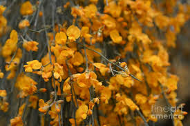 Only banksia known to extend into the islands north of australia. Yellow Rain Dogwood Australian Native Flower Photograph By Geraldine Cote