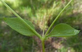 Image result for Stellaria pallida