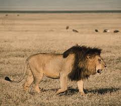 Image result for lion biting lioness tail