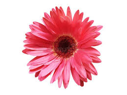 Image result for Gerbera viridifolia