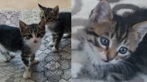 Tekirdag Li Tekir Yavru Kediler Kedi Sahiplendirme Ucretsiz Kedi Sahiplendirme
