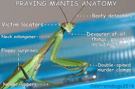 Together with your child, find a picture of a mantis (online or in a book or magazine) that clearly shows the head, body, and legs. Mantis Anatomy Anatomy Drawing Diagram