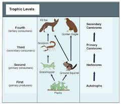 Food chain in terrestrial habitat. Food Web Concept And Applications Learn Science At Scitable