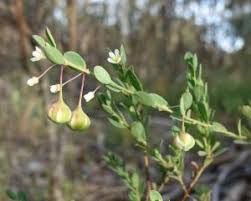 Image result for Phyllanthus glaucophyllus