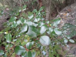 Image result for Apodytes dimidiata