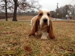 Basset hound puppies for sale in north georgia. Huff S Hounds Akc Basset Hound Puppies For Sale In Georgia American And European Basset Hound Puppies