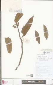 Image result for Polystachya calluniflora