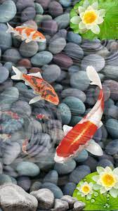 Lucky Koi Fish Koi Fish Fish Wallpaper