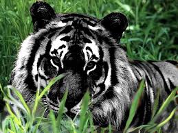 Black Tiger Black Tiger Melanistic Animals Animals Animals Beautiful