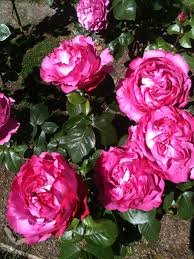 Check spelling or type a new query. French Expressions Using The Wonderful Flower Rose Vive La France