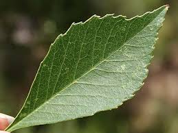 Image result for Xerophyta velutina