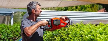 Trying to kill it off in the hedge itself will only result in some alive and some dead. Privet Hedge Care A Guide For Healthy Privet Hedges Hedge Xpress Buy Online Hedges And Shrubs