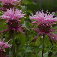 Van Zyverden Bee Balm Beauty Of Cobham Set Of 5 Plant Roots Walmart Com Walmart Com