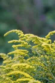 Schneckenresistente Blumen Und Pflanzen Garten Bepflanzen Garten Pflanzen