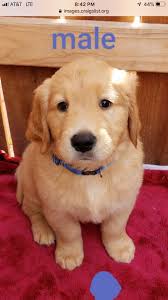 Most labrador retrievers are athletic; Craigslist Golden Retriever Puppies For Sale Off 78 Www Usushimd Com