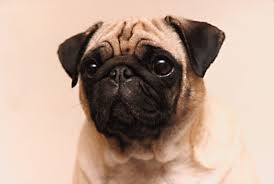 Describing The Ideal Pug Akc Style Dummies