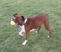 We did not find results for: Boston Terrier Pitbull Boxer Mix Online