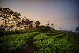 Kebun teh nglinggo merupakan salah satu wisata alam berupa kebun teh di kabupaten kulon progo, yogyakarta. Kebun Teh Nglinggo Dinas Pariwisata Kulon Progo