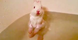 Fill a small bowl with warm water and add a few drops of gentle baby shampoo or castile soap. Baby Bunny Takes Her First Bath And It S The Cutest Thing In The Entire World Littlethings Com