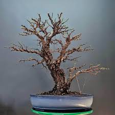 Image result for Premna mooiensis