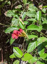 In case you haven't noticed in your social media feeds, spring has hit california hard! Flower Vine In My Backyard Southern California Whatsthisplant