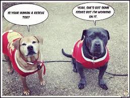 24 Doggo Memes That Ll Significantly Improve The Ruff Day You Re Having Cool Pets Rescue Dogs Nanny Dog