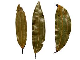 Bay leaves add a complex flavor to dishes, and are a key staple in many soups and sauces. Bay Leaf Definition And Synonyms Of Bay Leaf In The English Dictionary